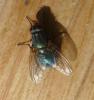 Eudasyphora sp.